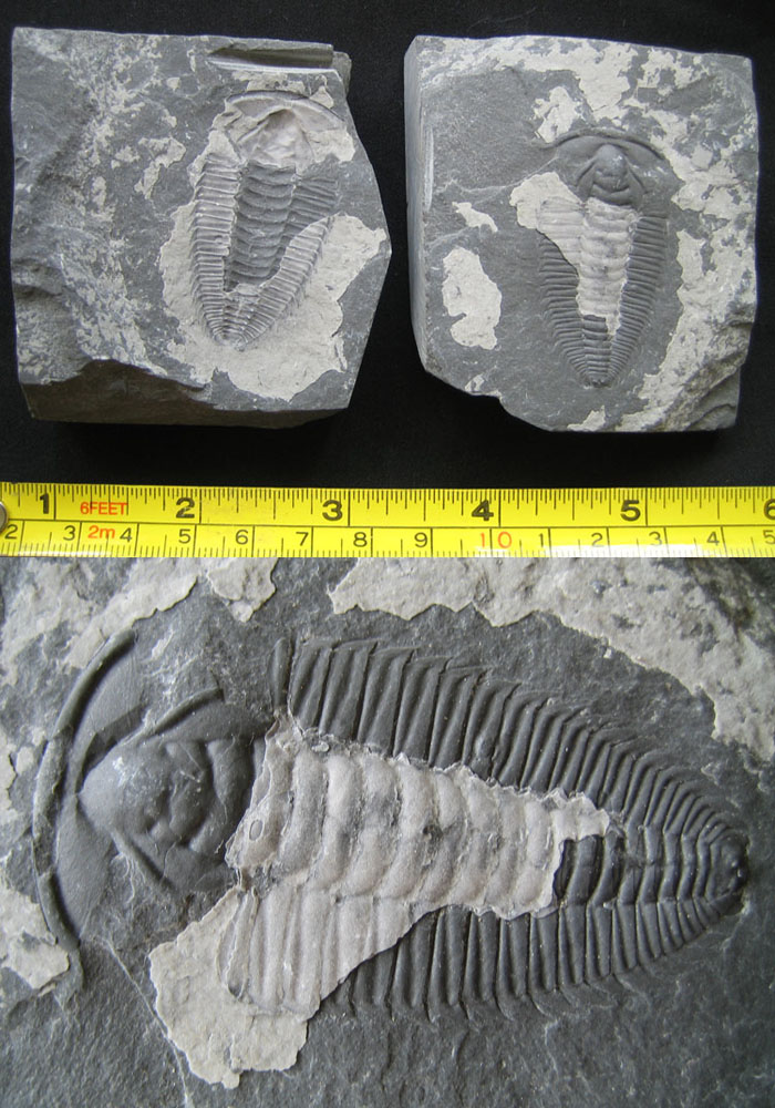 cambrian02.jpg
