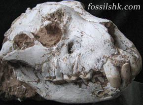 Carnivorous mammal skull