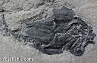 Devonian Placoderm fish fossil