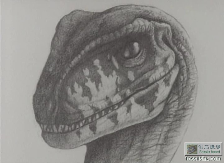 迅猛龙?素描1]  jurassic_side3.jpg (2008-11-13 09:47 am, 51.