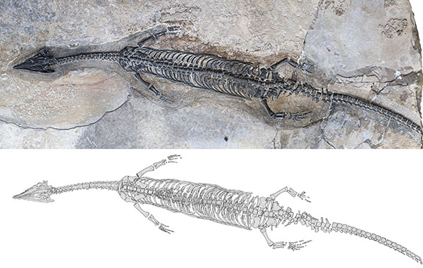 雲南發現2.44億年前新種爬行動物“奇異羅平龍”
