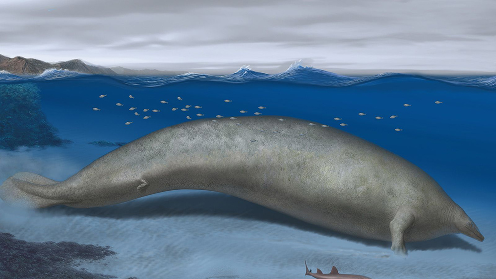 秘魯發現3800萬年前巨鯨化石 可能是史上最重動物