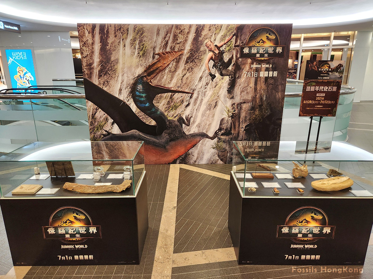 《侏羅紀世界：重生》恐龍年代化石展 時代廣場英皇戲院