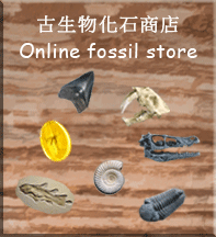 Online fossil store