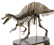 恐龍模型及化石道具 Dinosaur Models & Equipment
