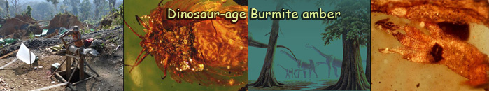 Dinosaur-age Burmite amber