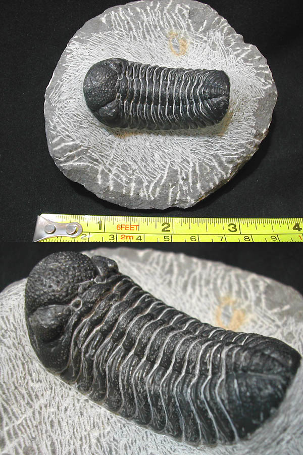 サイトです 三葉虫 化石 fossil ボリビア産 trilobite Bolivia化石⑥