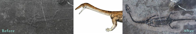 Unprepared sea reptile